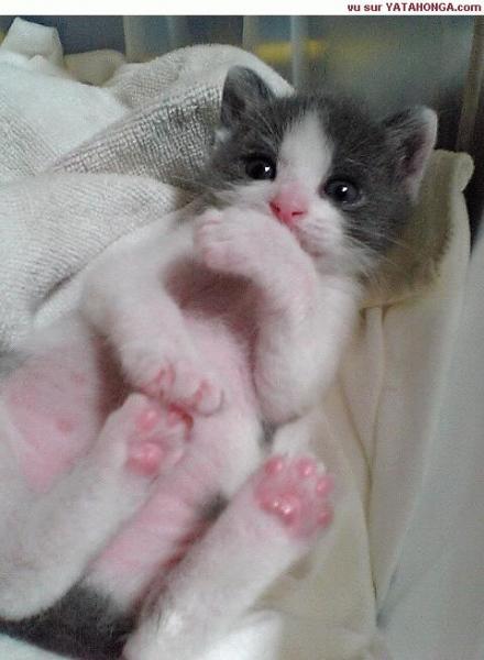 il est pas mignon celui la?